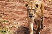 Geführte Afrika-Safari mit Jürg Sollberger