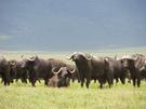 Mehr Bilder vom Ngorongoro-Krater