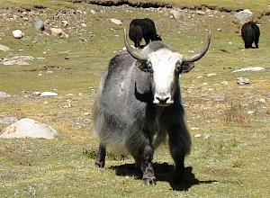 Pioniertour 2, Tibet - China (Lhasa-Chengdu) - Foto 57