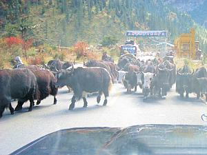 Pioniertour 2, Tibet - China (Lhasa-Chengdu) - Foto 96