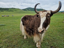 Mongolei 2023, Teil 1: Adler und Pferde, Westmongolei - Foto 91