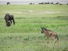 Trans-Afrika (Ost-West) 2013 - Foto 56