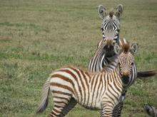 Trans-Afrika (Ost-West) 2013 - Foto 71