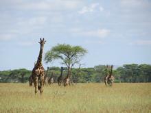 Trans-Afrika (Ost-West) 2013 - Foto 74