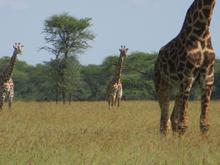 Trans-Afrika (Ost-West) 2013 - Foto 75