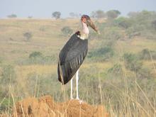 Trans-Afrika (Ost-West) 2013 - Foto 102