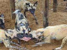 Trans-Afrika (Ost-West) 2013 - Foto 382