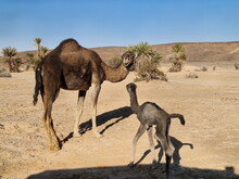 Orientalischer Frühling in Marokko 2024 (by ATW) - Foto 69