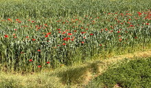 Orientalischer Frühling in Marokko 2024 (by ATW) - Foto 179