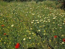 Orientalischer Frühling in Marokko 2024 (by ATW) - Foto 180