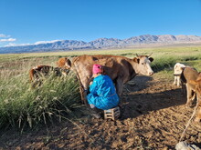 Mongolei 2023, Teil 1: Adler und Pferde, Westmongolei - Foto 181