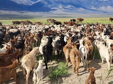Mongolei 2023, Teil 1: Adler und Pferde, Westmongolei - Foto 192