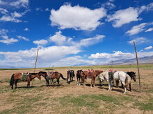 Mongolei 2023, Teil 1: Adler und Pferde, Westmongolei - Foto 195