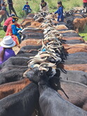 Mongolei 2023, Teil 1: Adler und Pferde, Westmongolei - Foto 200