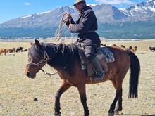 Mongolei 2023, Teil 1: Adler und Pferde, Westmongolei - Foto 233