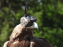 Mongolei 2023, Teil 1: Adler und Pferde, Westmongolei - Foto 247