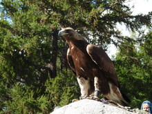 Mongolei 2023, Teil 1: Adler und Pferde, Westmongolei - Foto 248
