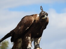 Mongolei 2023, Teil 1: Adler und Pferde, Westmongolei - Foto 249