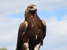 Mongolei 2023, Teil 1: Adler und Pferde, Westmongolei - Foto 250