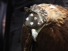 Mongolei 2023, Teil 1: Adler und Pferde, Westmongolei - Foto 251