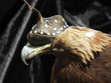 Mongolei 2023, Teil 1: Adler und Pferde, Westmongolei - Foto 252