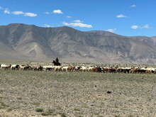 Mongolei 2023, Teil 1: Adler und Pferde, Westmongolei - Foto 294