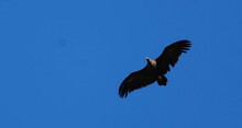 Mongolei 2023, Teil 1: Adler und Pferde, Westmongolei - Foto 303