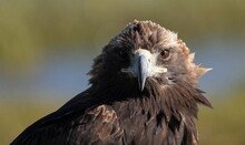 Mongolei 2023, Teil 1: Adler und Pferde, Westmongolei - Foto 304