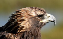 Mongolei 2023, Teil 1: Adler und Pferde, Westmongolei - Foto 305