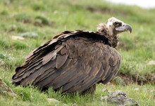 Mongolei 2023, Teil 1: Adler und Pferde, Westmongolei - Foto 306
