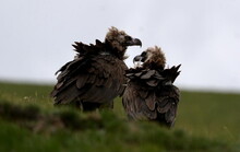 Mongolei 2023, Teil 1: Adler und Pferde, Westmongolei - Foto 307