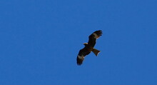 Mongolei 2023, Teil 1: Adler und Pferde, Westmongolei - Foto 308