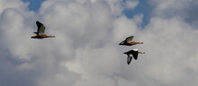 Mongolei 2023, Teil 1: Adler und Pferde, Westmongolei - Foto 309