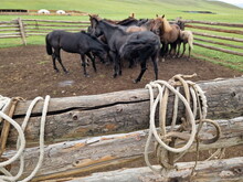 Mongolei 2023, Teil 1: Adler und Pferde, Westmongolei - Foto 72