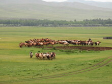 Mongolei 2023, Teil 1: Adler und Pferde, Westmongolei - Foto 73