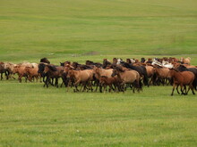 Mongolei 2023, Teil 1: Adler und Pferde, Westmongolei - Foto 76