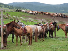 Mongolei 2023, Teil 1: Adler und Pferde, Westmongolei - Foto 86