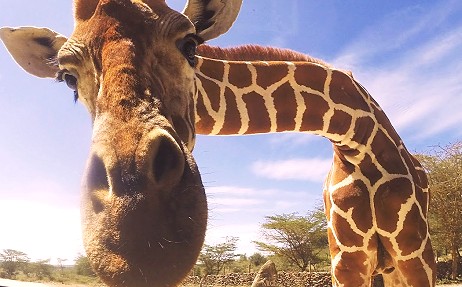  Pardon..., may i see your driver licens...?